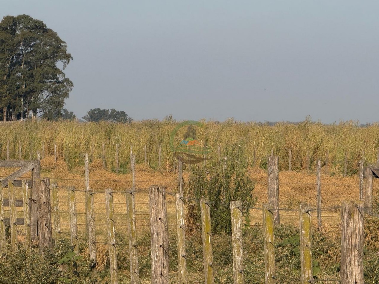 1698 ha Mixto - Paula - Bolivar