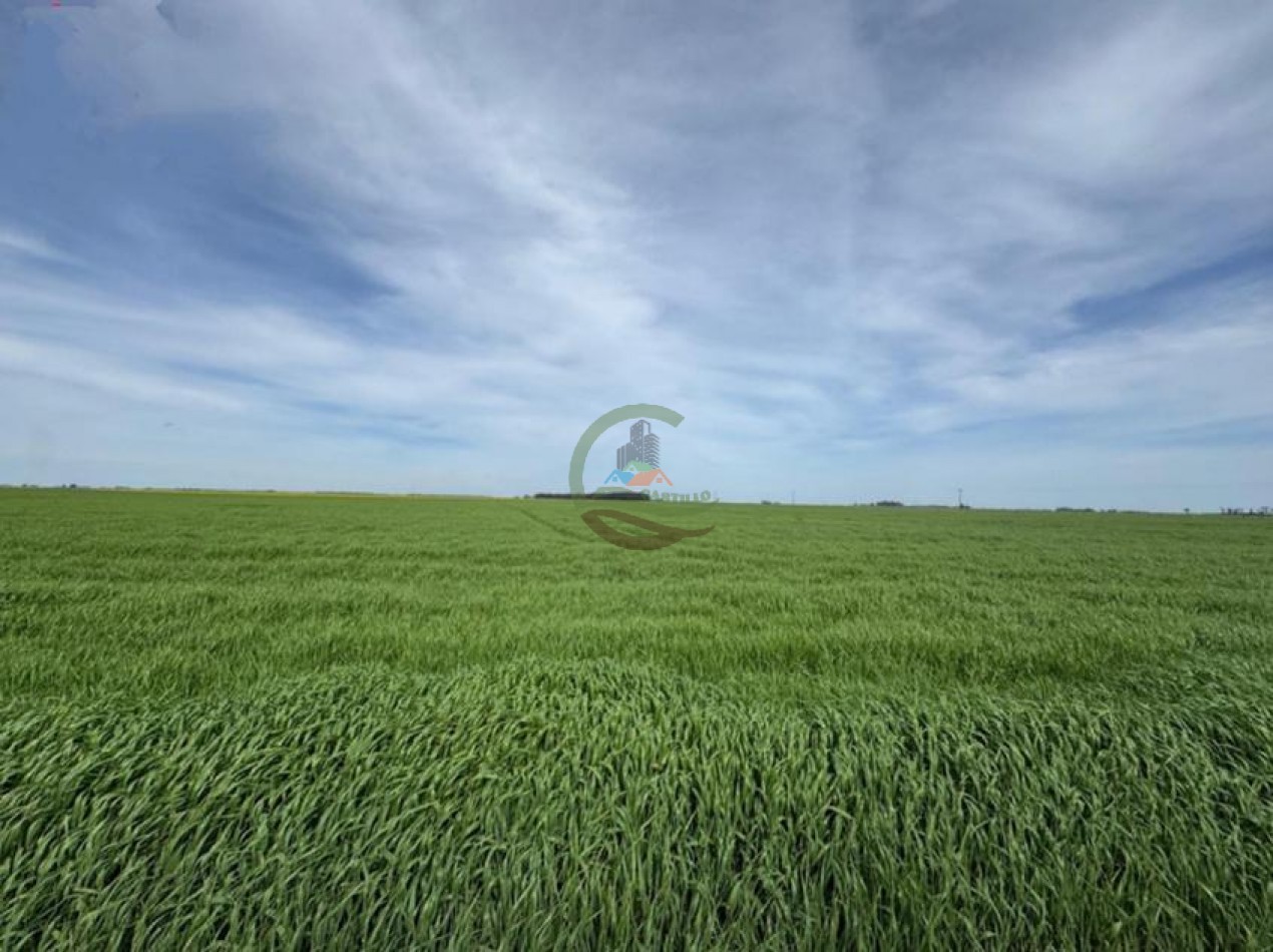 520 Ha Mixtas - Necochea