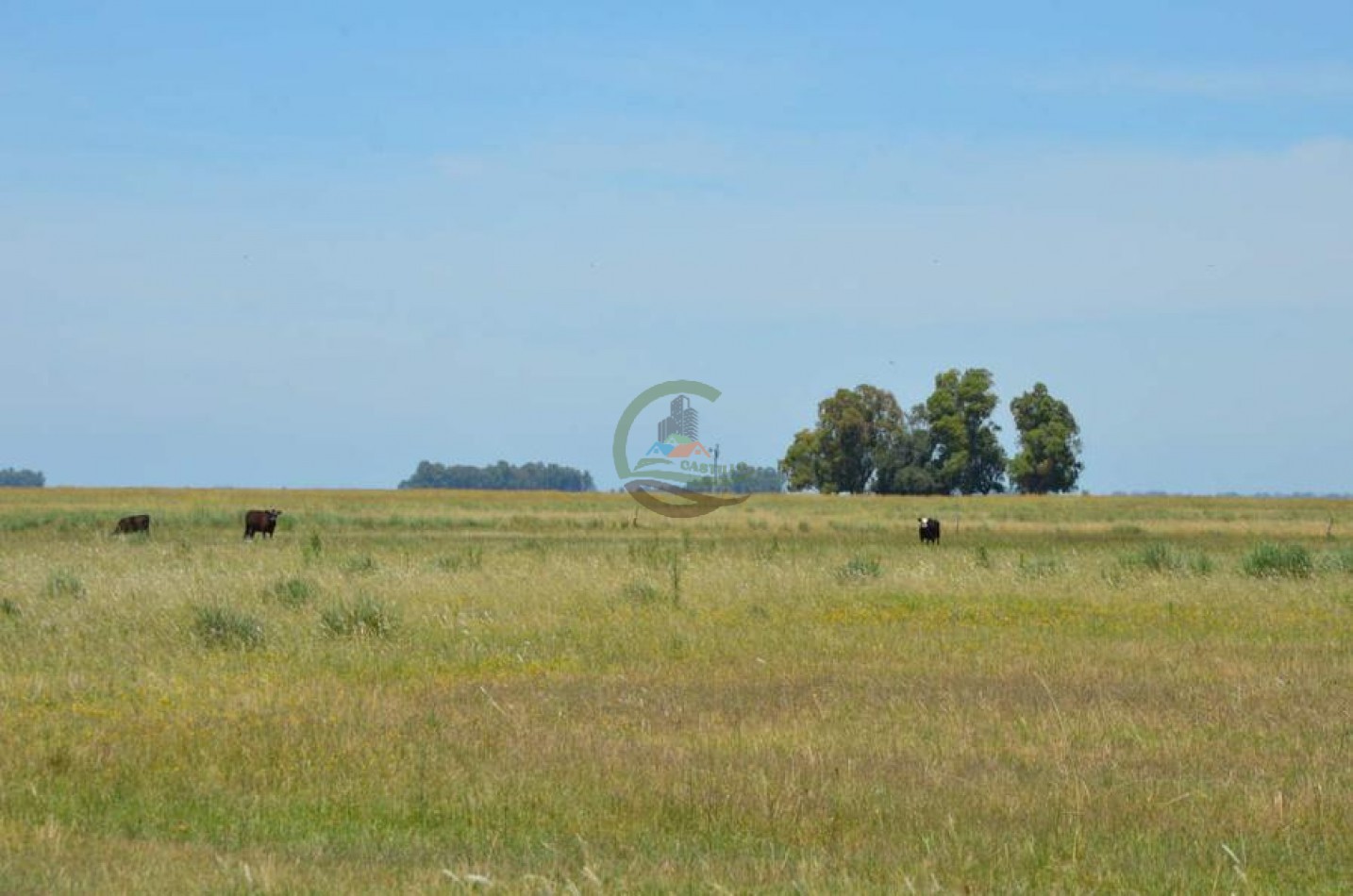 787 Ha Ganadero - Espigas - Olavarria