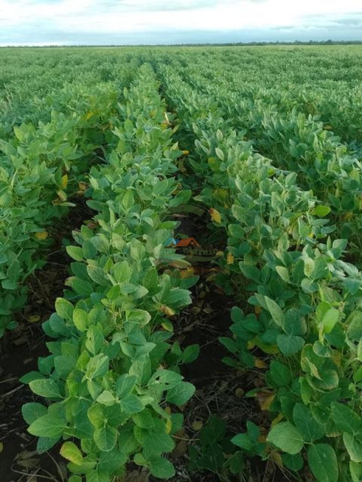 487 Ha Agricolas - Monte Quemado - Santiago del Estero