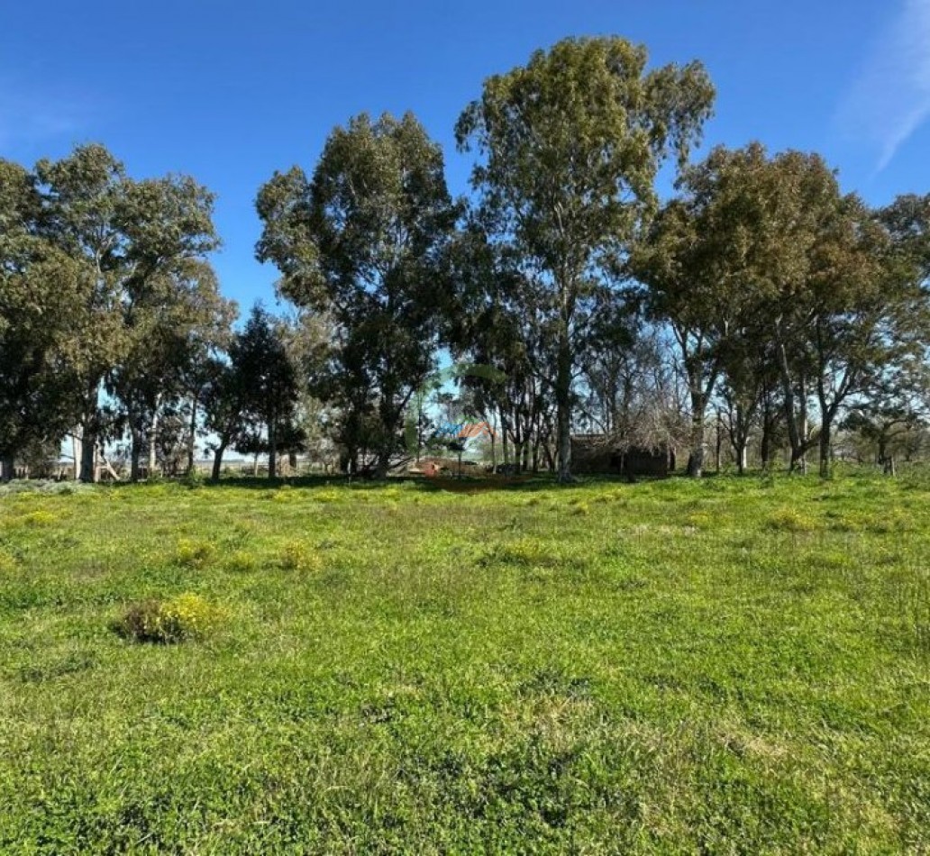 220 Ha Ganadero - Oliden - Brandsen
