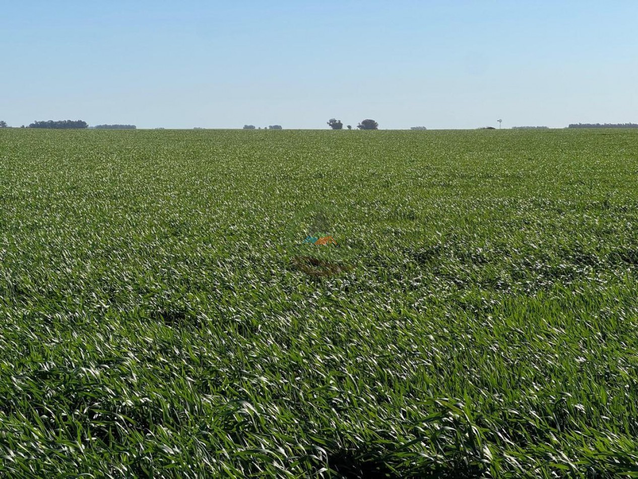 809 Ha Agricolas - Coronel Dorrego
