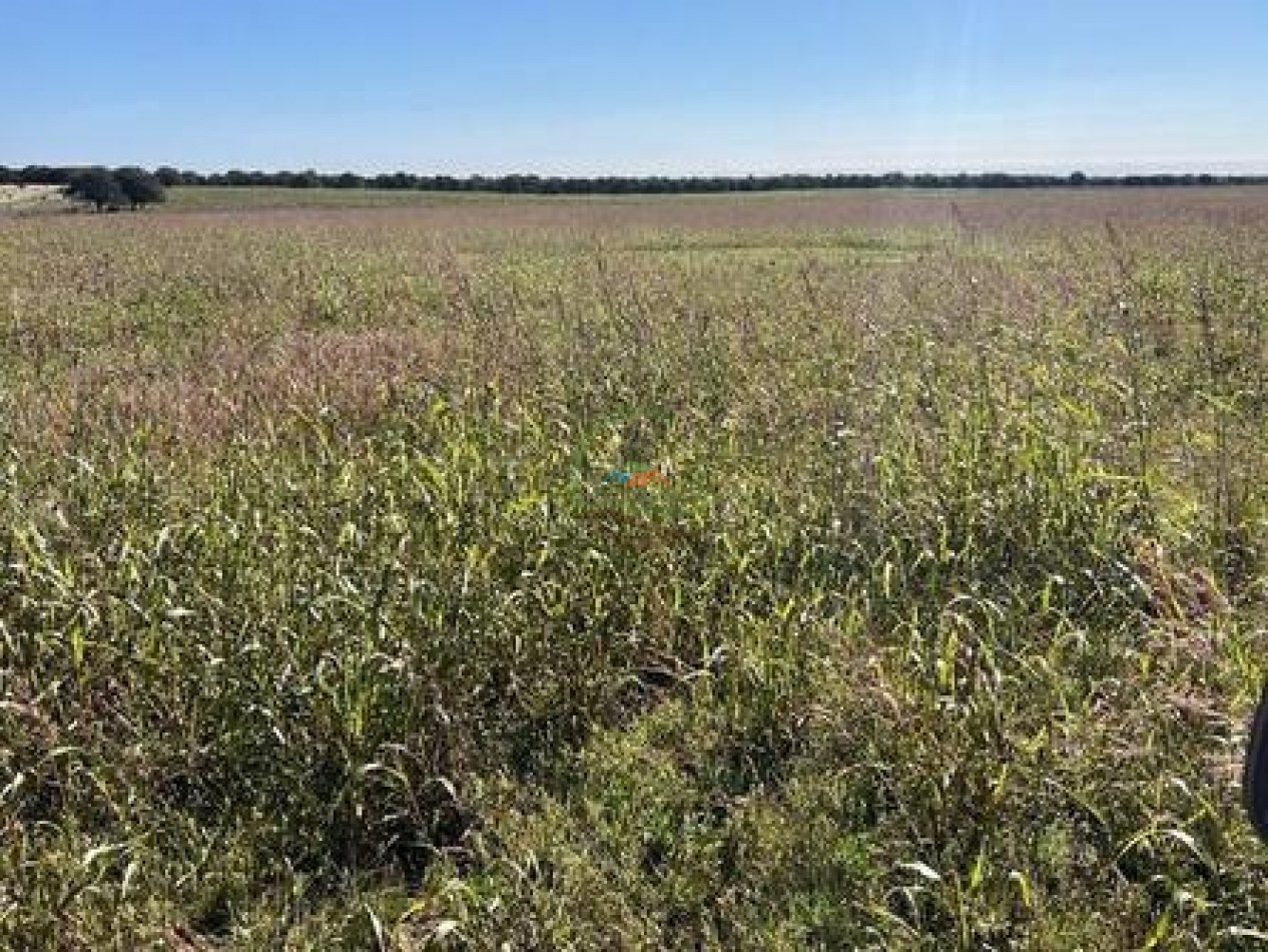 521 Ha Mixto - Toay - La Pampa