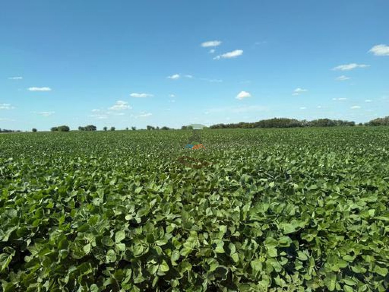 164 ha Agricolas - Carlos Casares - Ordoqui