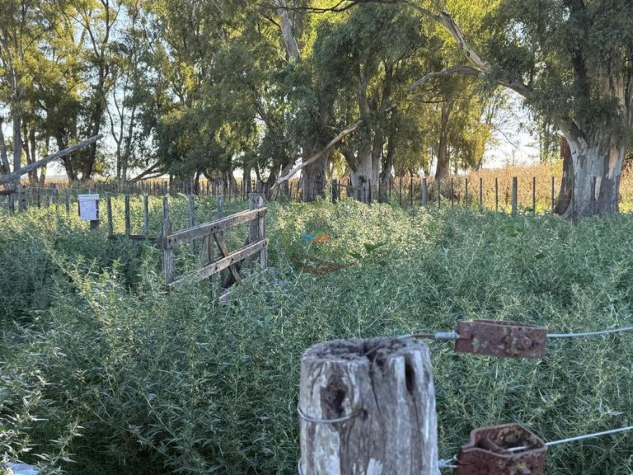 186 HA Mixtas - Hortensia - Carlos Casares