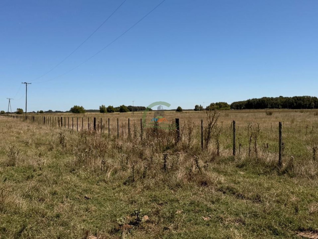 469 Ha Mixto - Chascomus