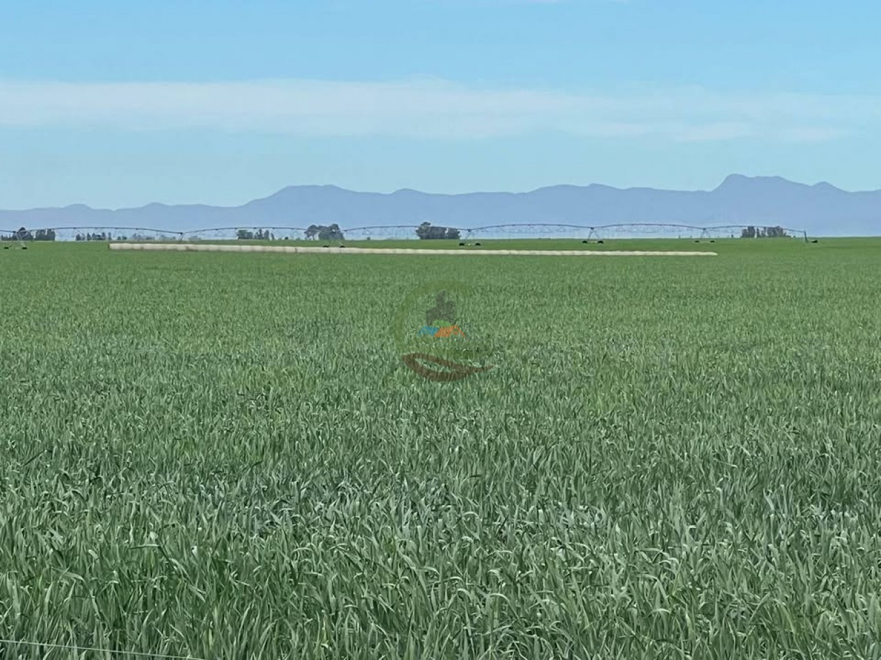 865 Ha Agricolas - Pasman - Coronel Suarez