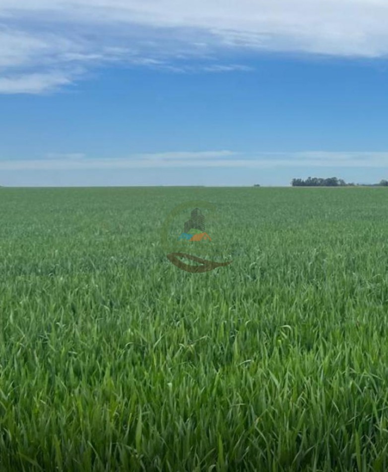 520 Ha Agricolas - Obispo Trejo - Cordoba