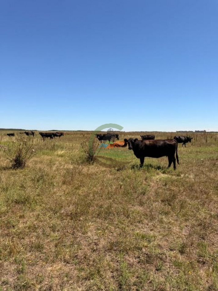 469 Ha Mixto - Chascomus