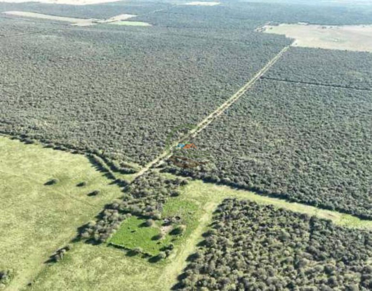3780 Ha Mixto - Alpachiri - Guatrache - La Pampa