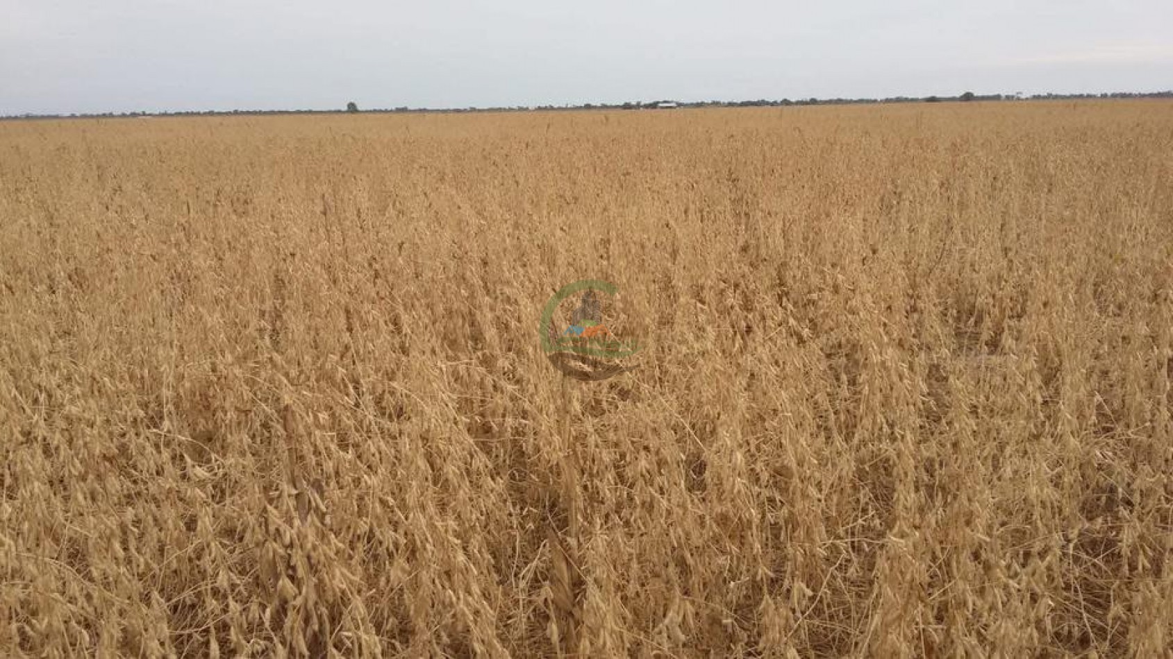 1438 Ha Agricolas - Malbran - Santiago del Estero.