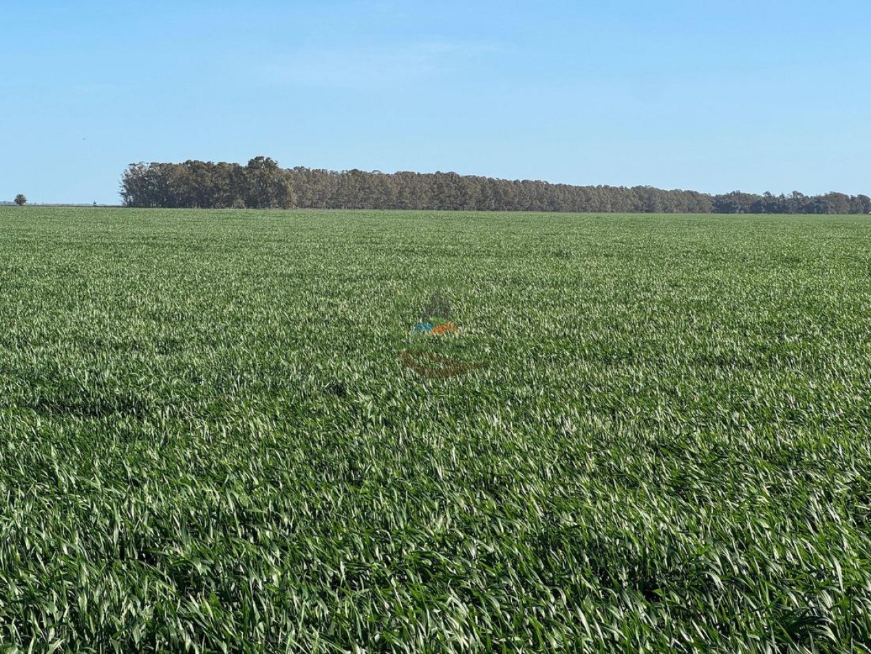 809 Ha Agricolas - Coronel Dorrego