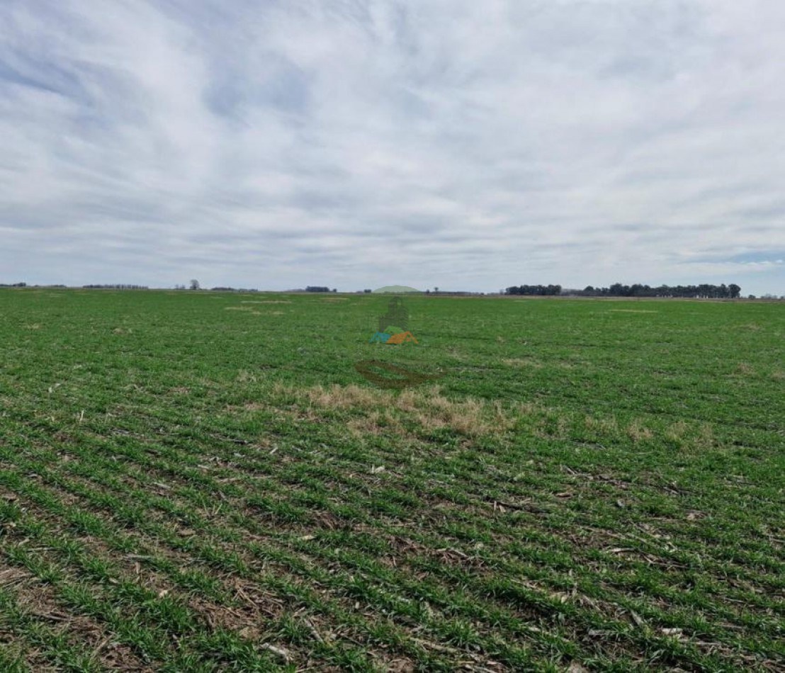 440 Ha Mixta - Crotto - Tapalque