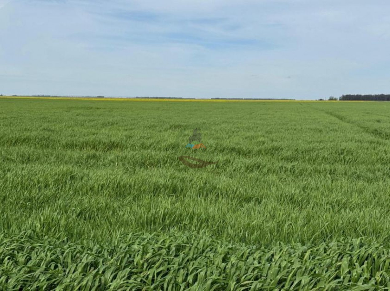 520 Ha Mixtas - Necochea