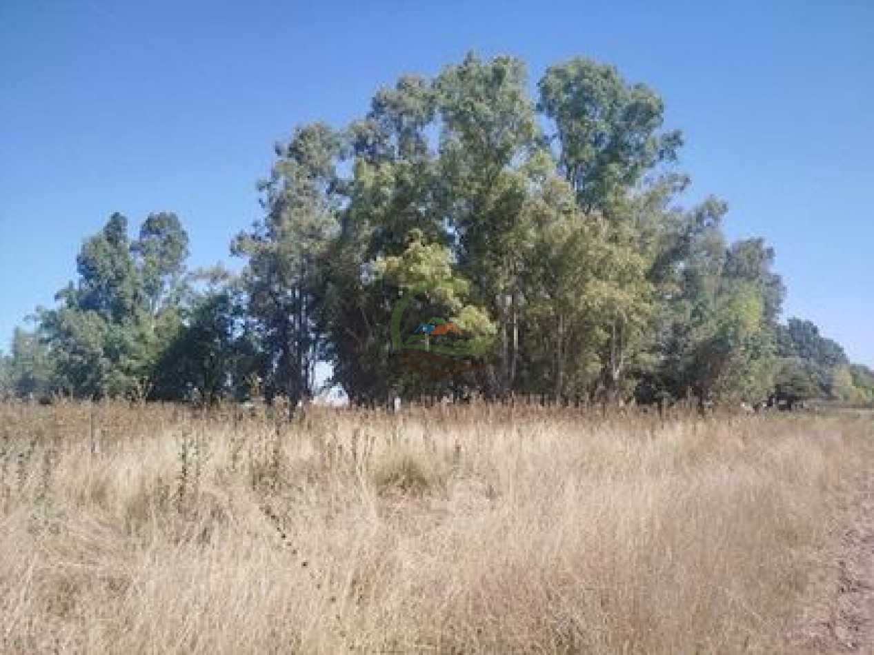 43 Ha mixto - Olavarria