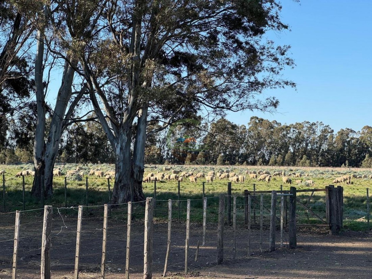 809 Ha Agricolas - Coronel Dorrego