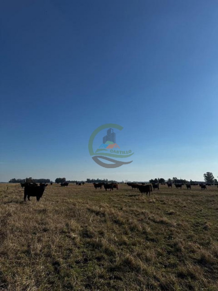 252 Ha Mixto - Mercedes