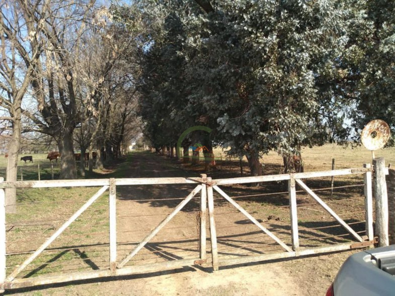 286 Ha Ganadero - Cañuelas - Gdor Udaondo