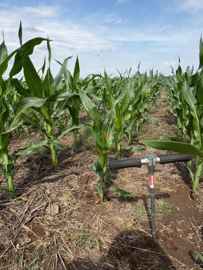 1020 Ha Mixto - Realico - La Pampa