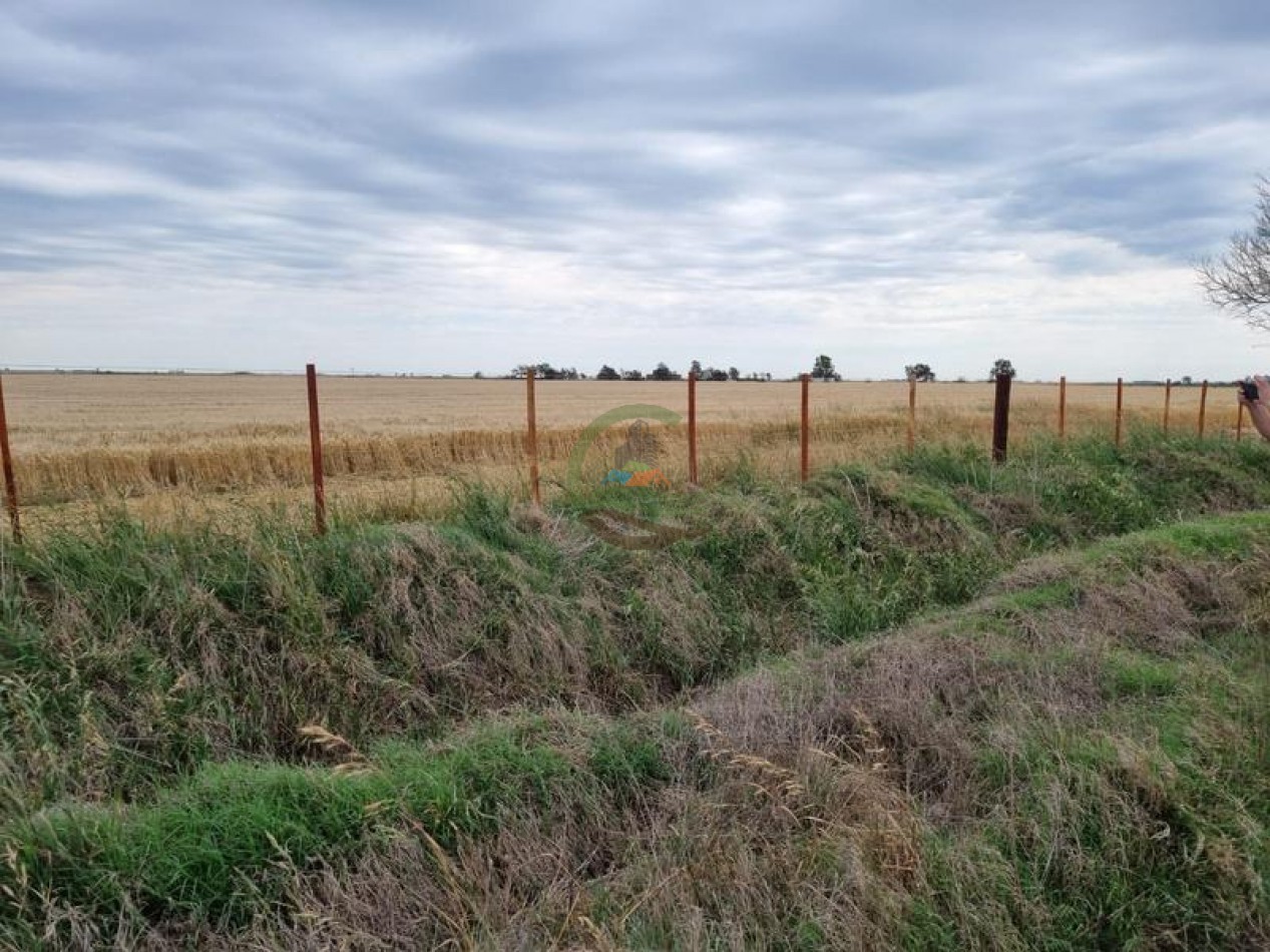 740 Ha - Mixto - Pehuajo