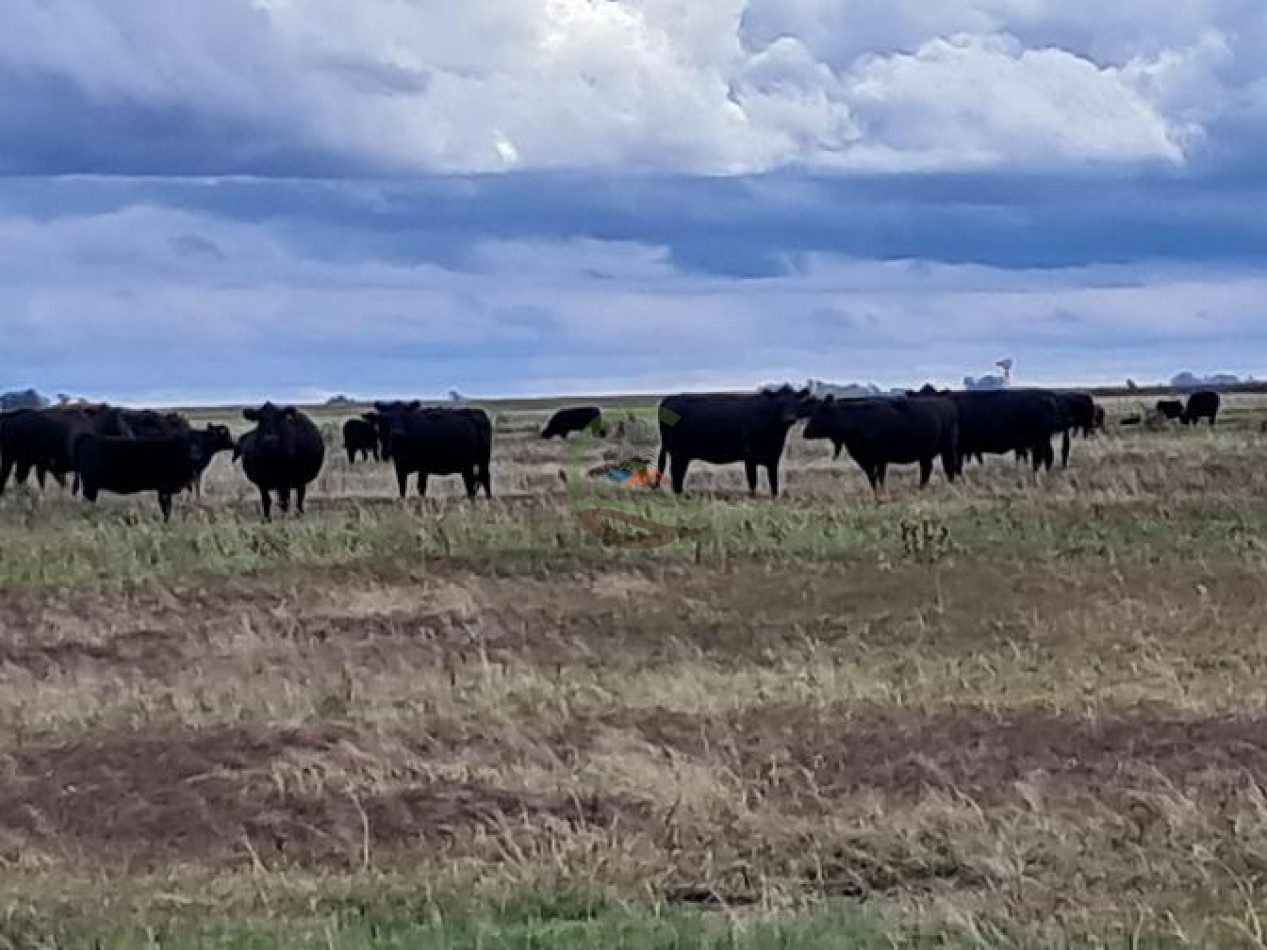 441 Ha Mixto - General Villegas