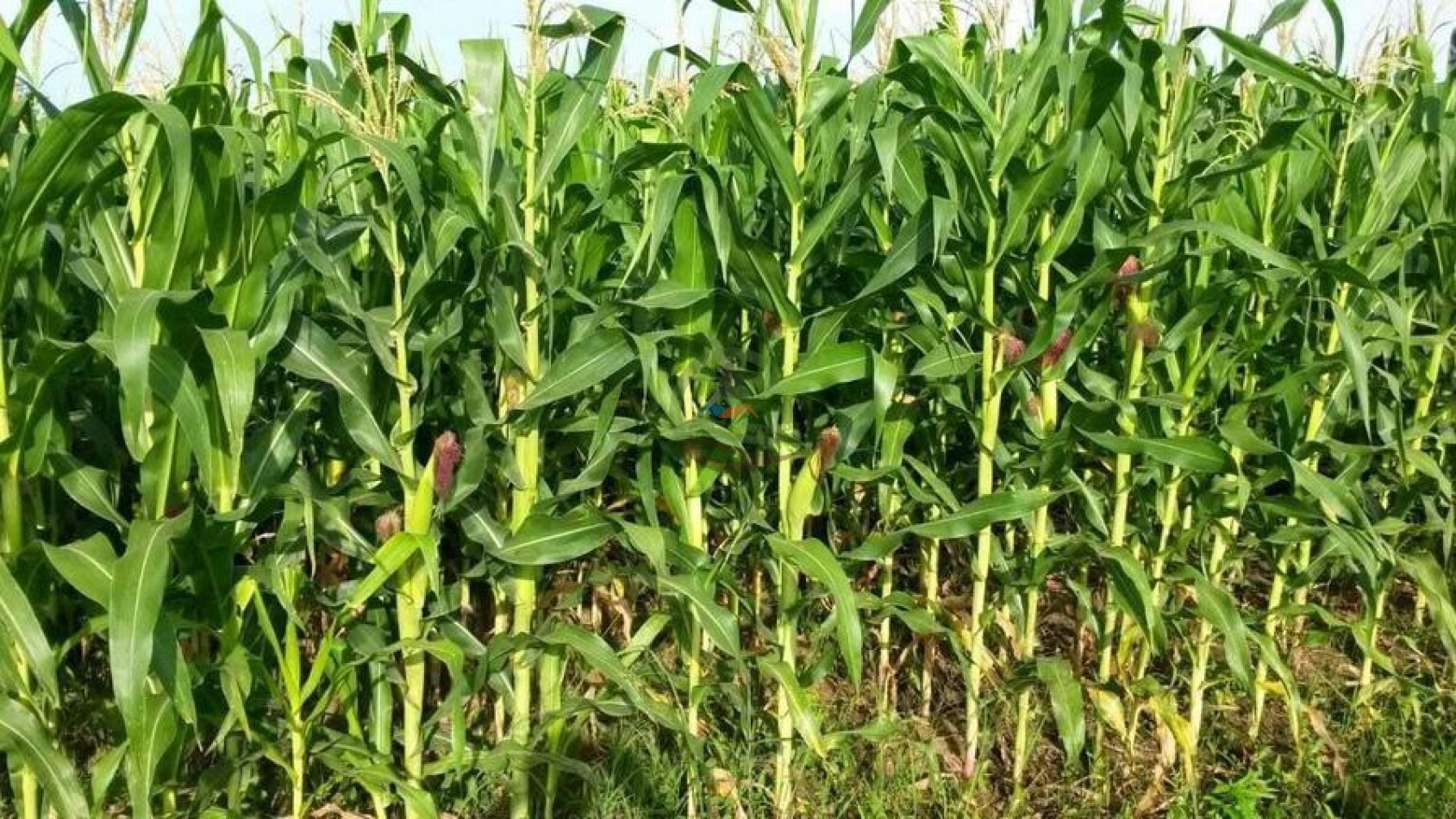 1438 Ha Agricolas - Malbran - Santiago del Estero.