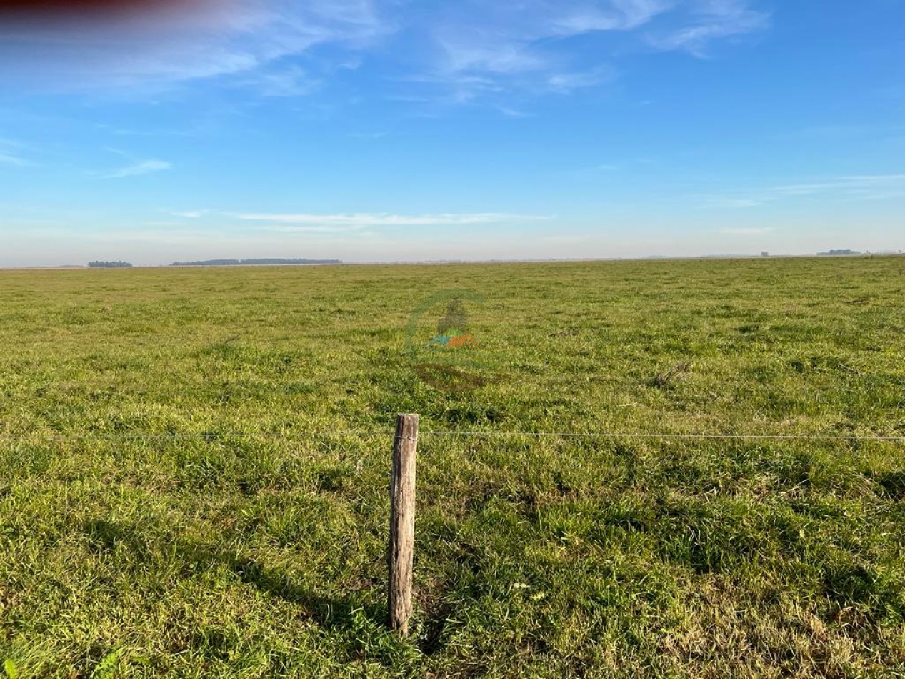 377 Ha Agricolas - San Miguel del Monte 