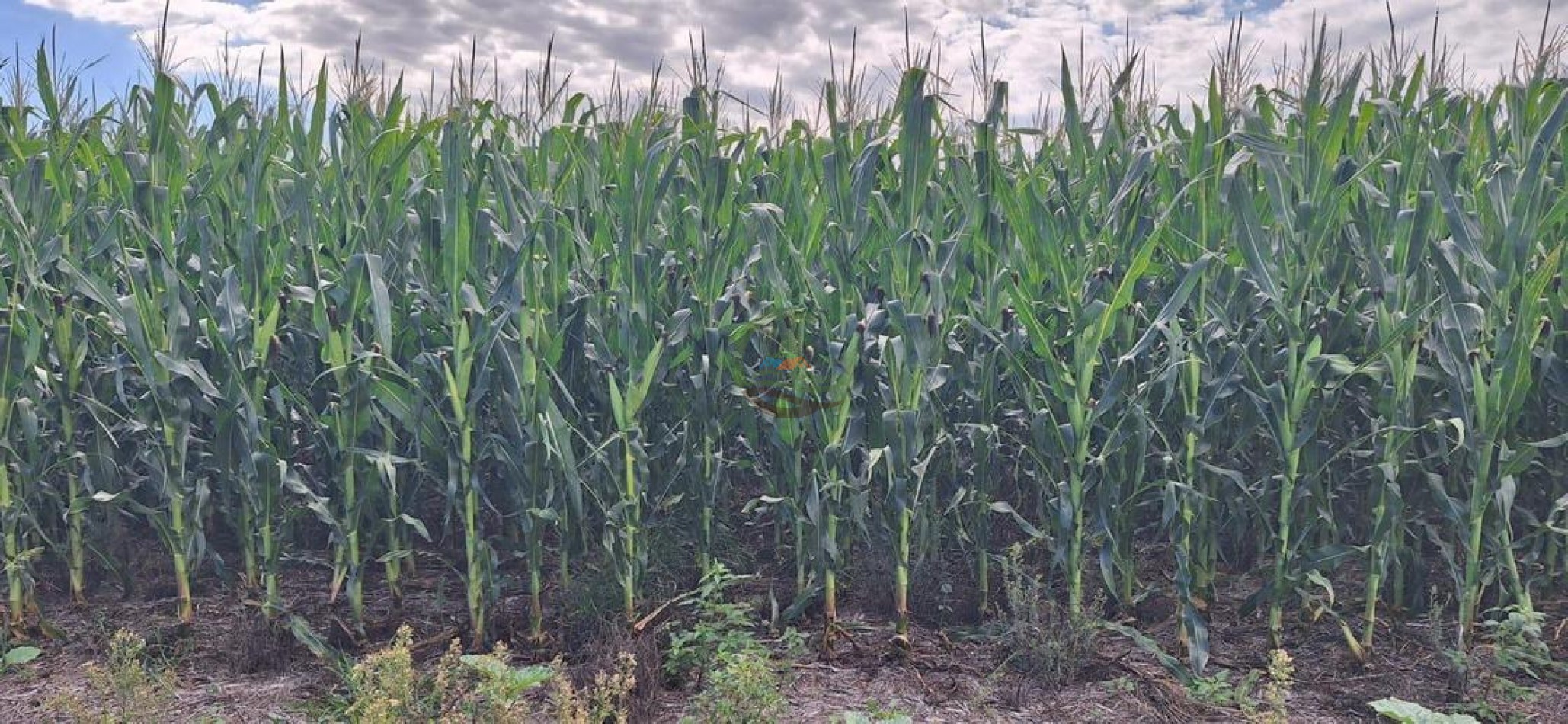 192 Ha Mixto - Daireaux