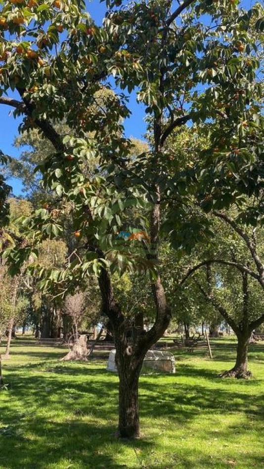 907 Ha Ganadero - Espigas - Olavarria