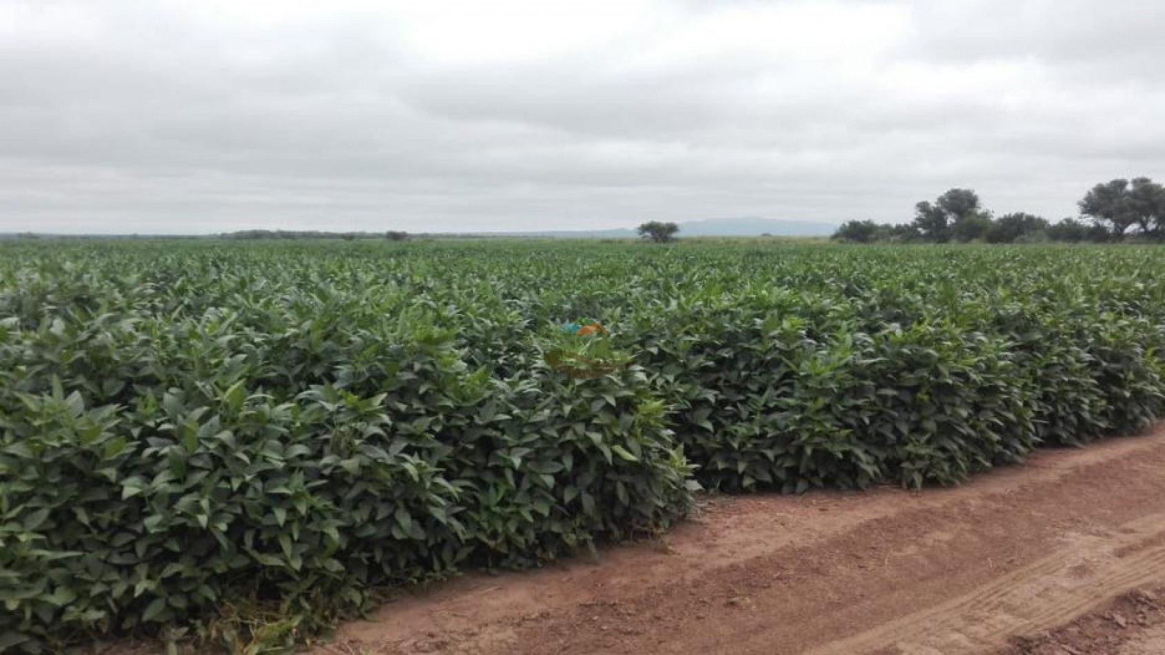 487 Ha Agricolas - Monte Quemado - Santiago del Estero