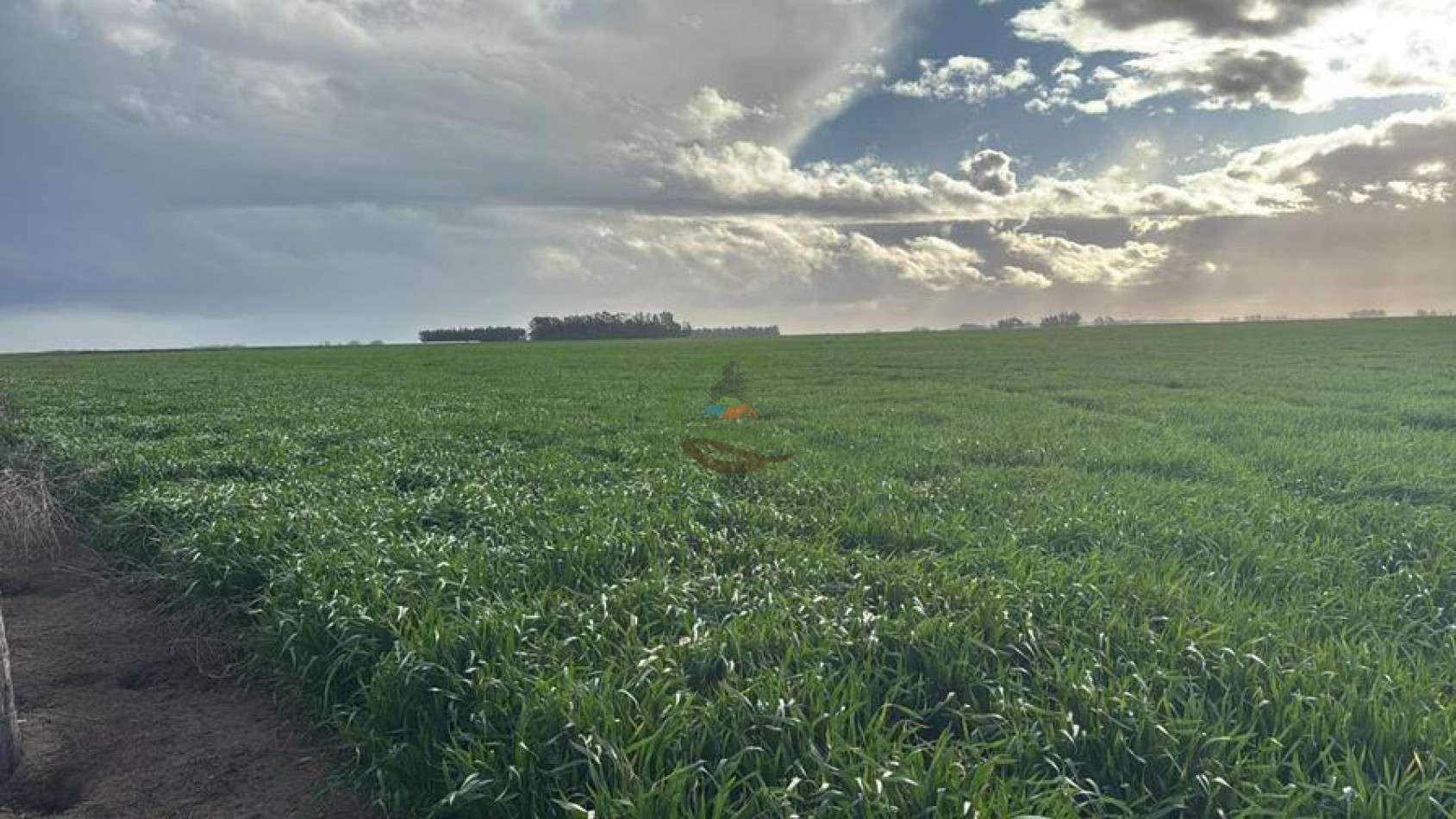 809 Ha Agricolas - Coronel Dorrego