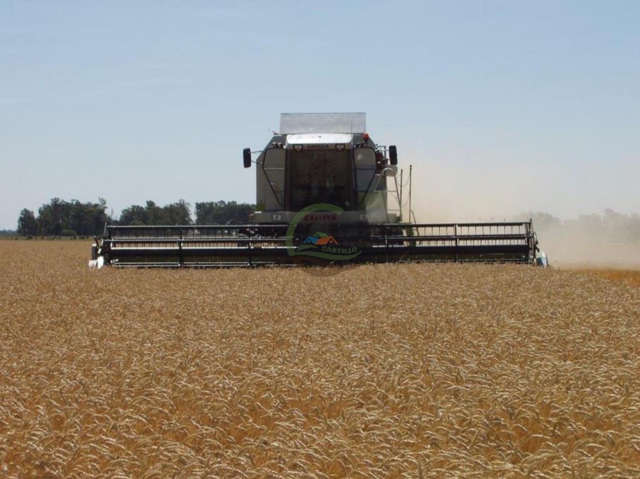 763 Ha Mixto - Villa Saboya - Gral Villegas