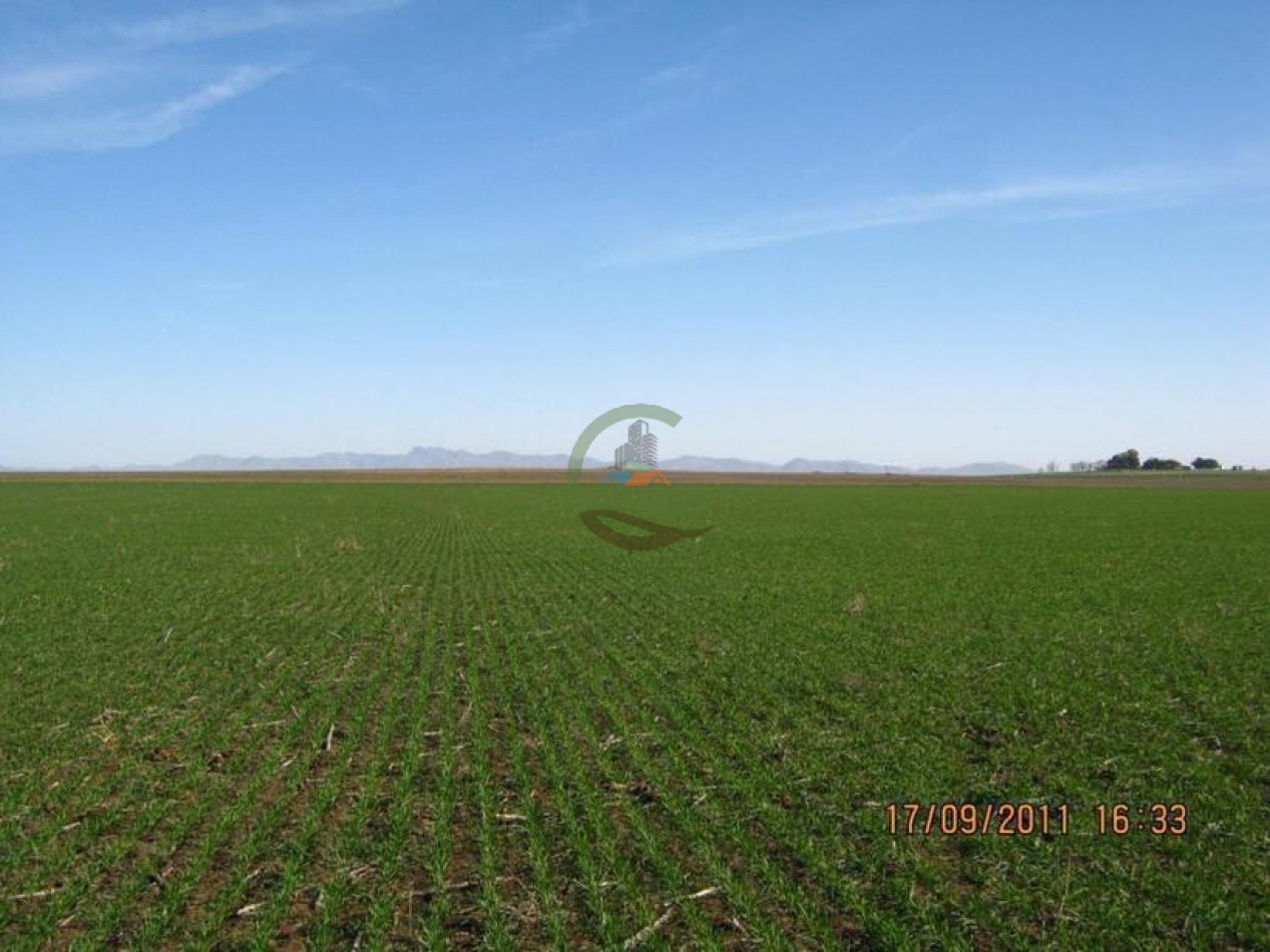 530 Ha Mixto - Coronel Suarez