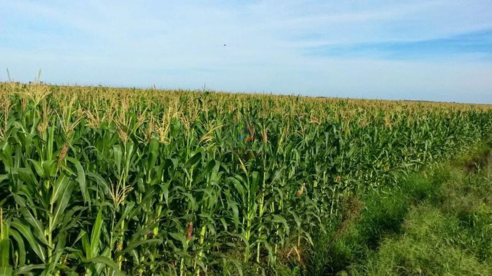1438 Ha Agricolas - Malbran - Santiago del Estero.