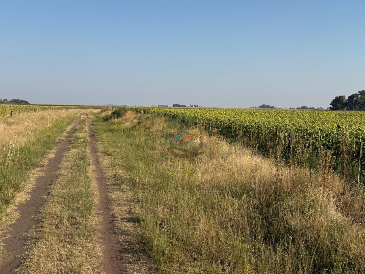 1698 ha Mixto - Paula - Bolivar