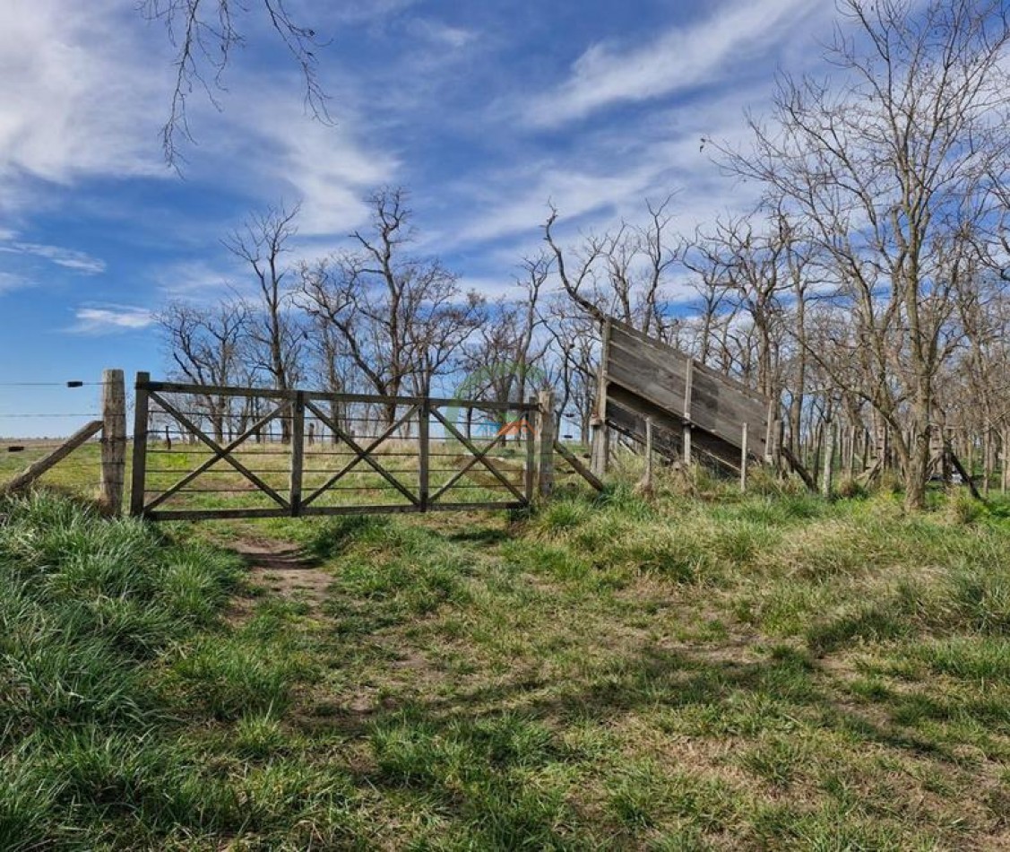 440 Ha Mixta - Crotto - Tapalque