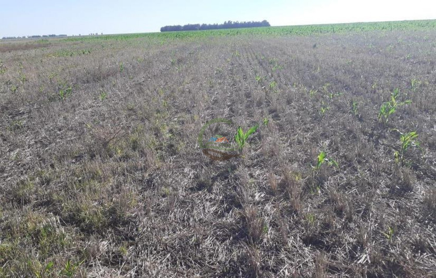 338 Ha Mixto - San Cayetano 