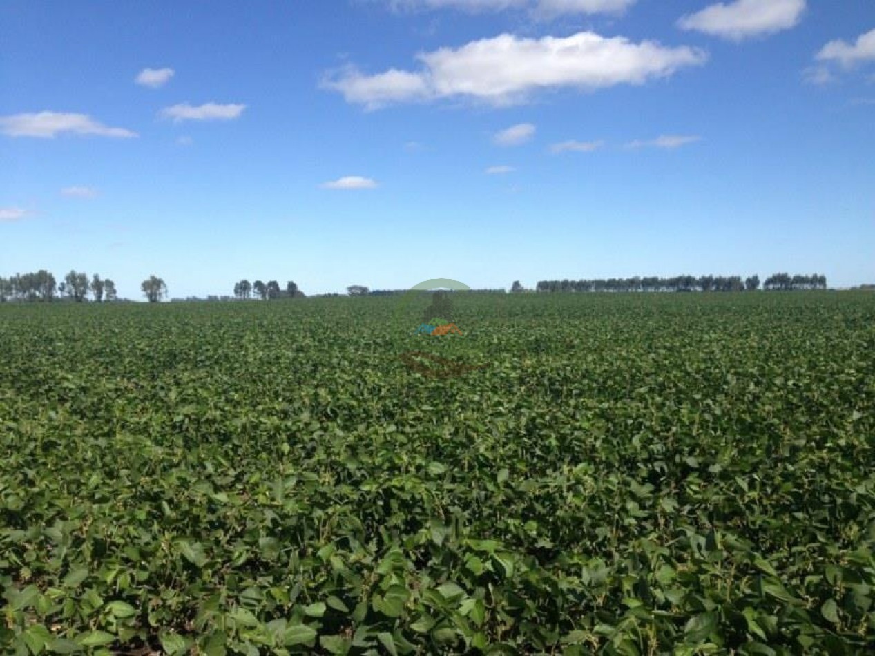 390 Ha Agricolas - Loberia