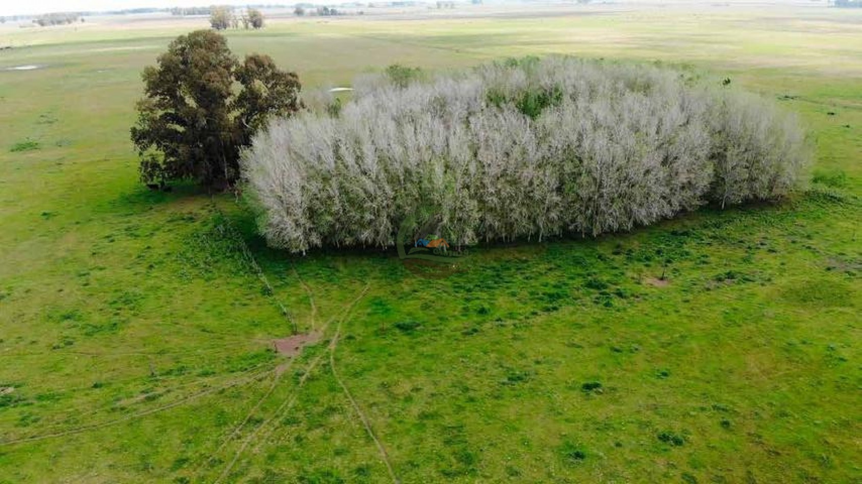 265 Ha Ganadero - Harosteguy - Las Flores