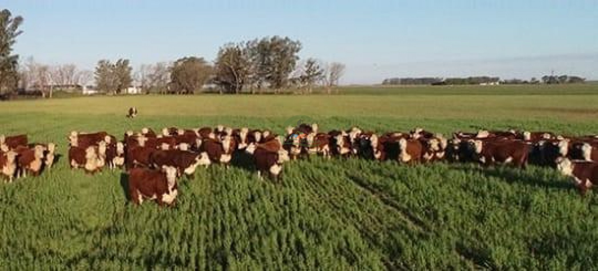 Frigorifico - Oro Verde - Entre Rios