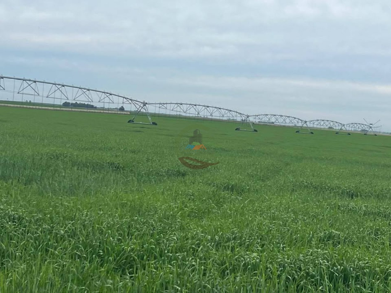 865 Ha Agricolas - Pasman - Coronel Suarez
