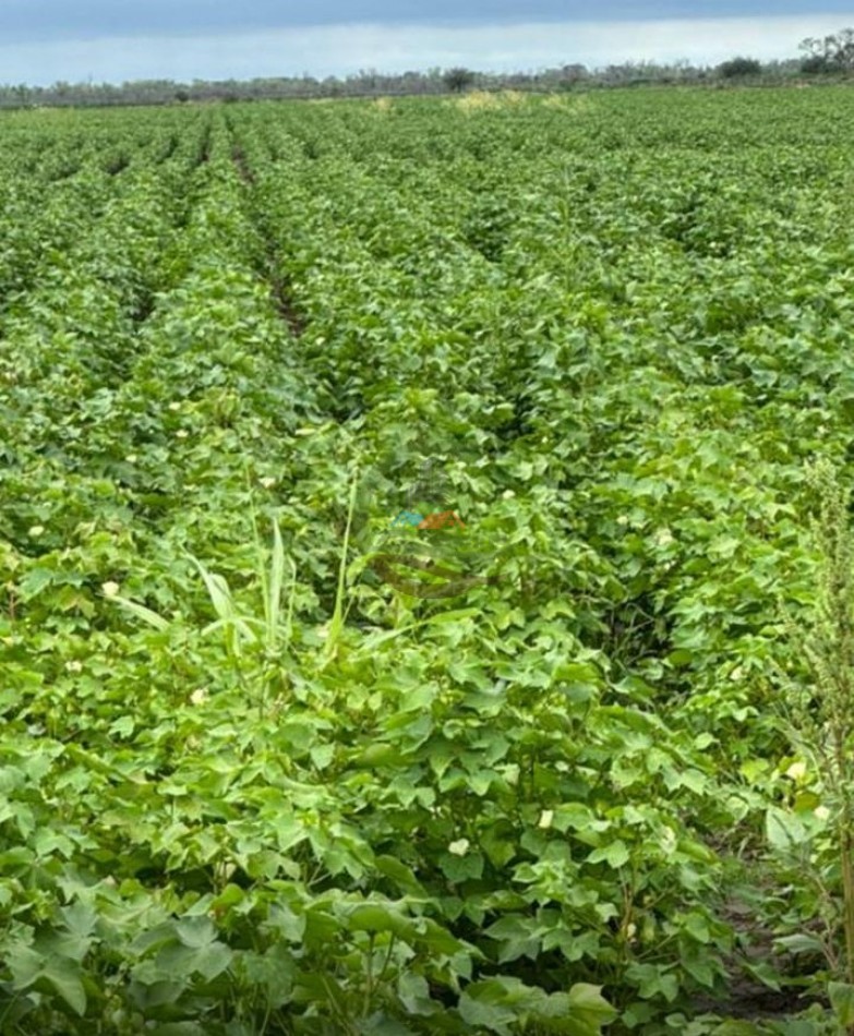520 Ha Agricolas - Obispo Trejo - Cordoba