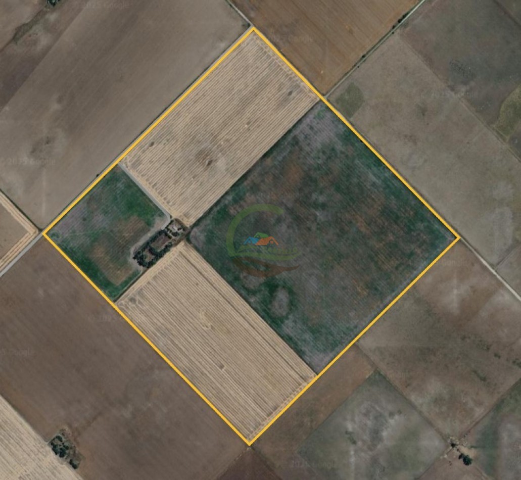 100 Ha Agricolas - Carhue - Alquiler