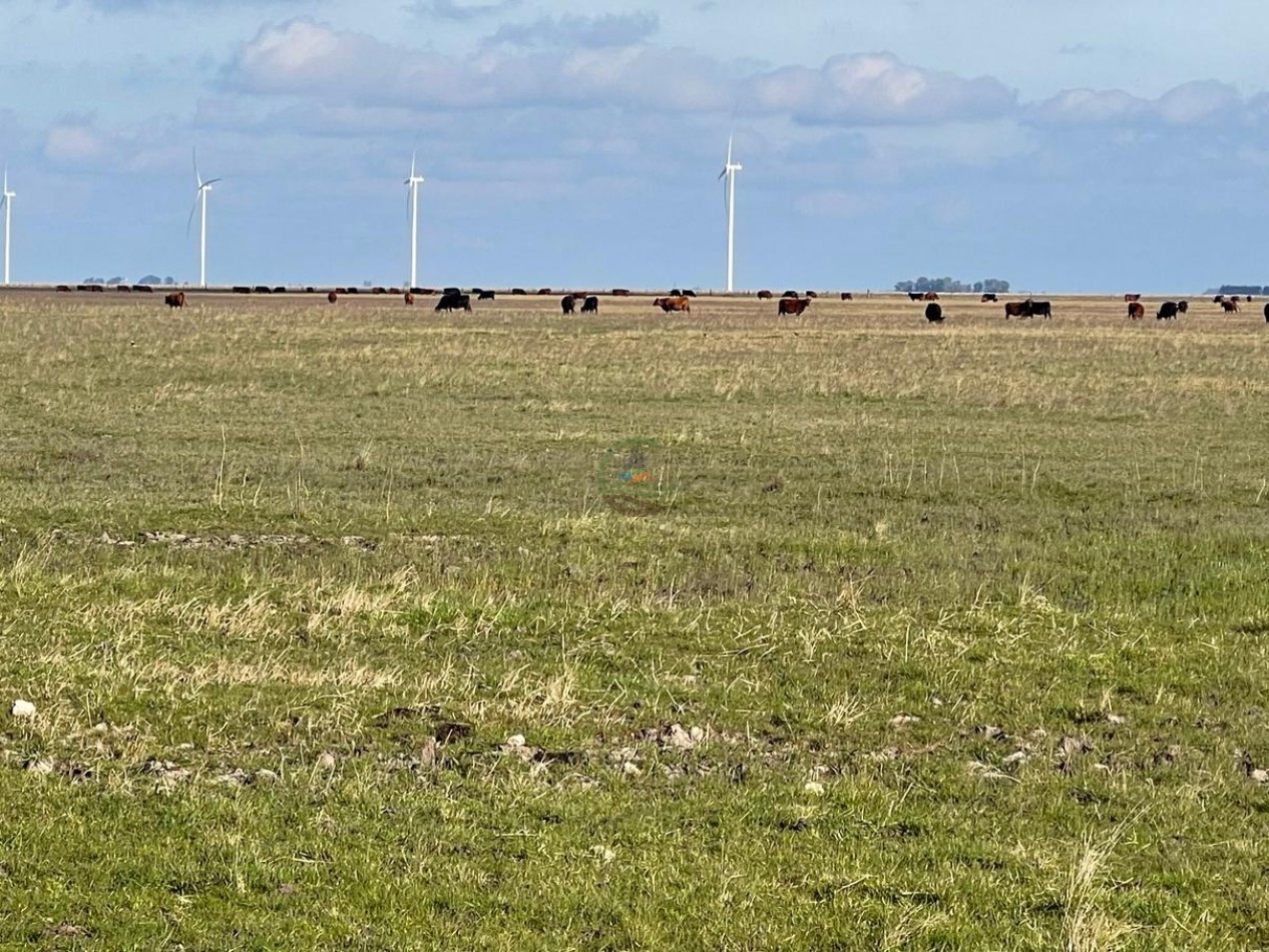 1361 ha Mixta - Olavarria 
