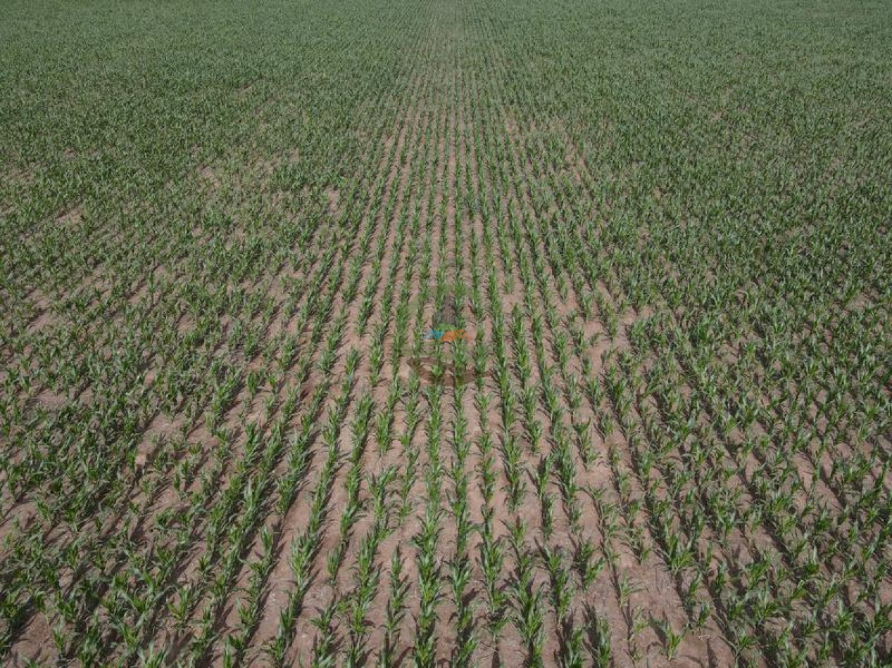 1020 Ha Mixto - Realico - La Pampa