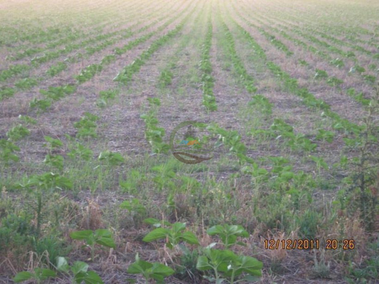 530 Ha Mixto - Coronel Suarez