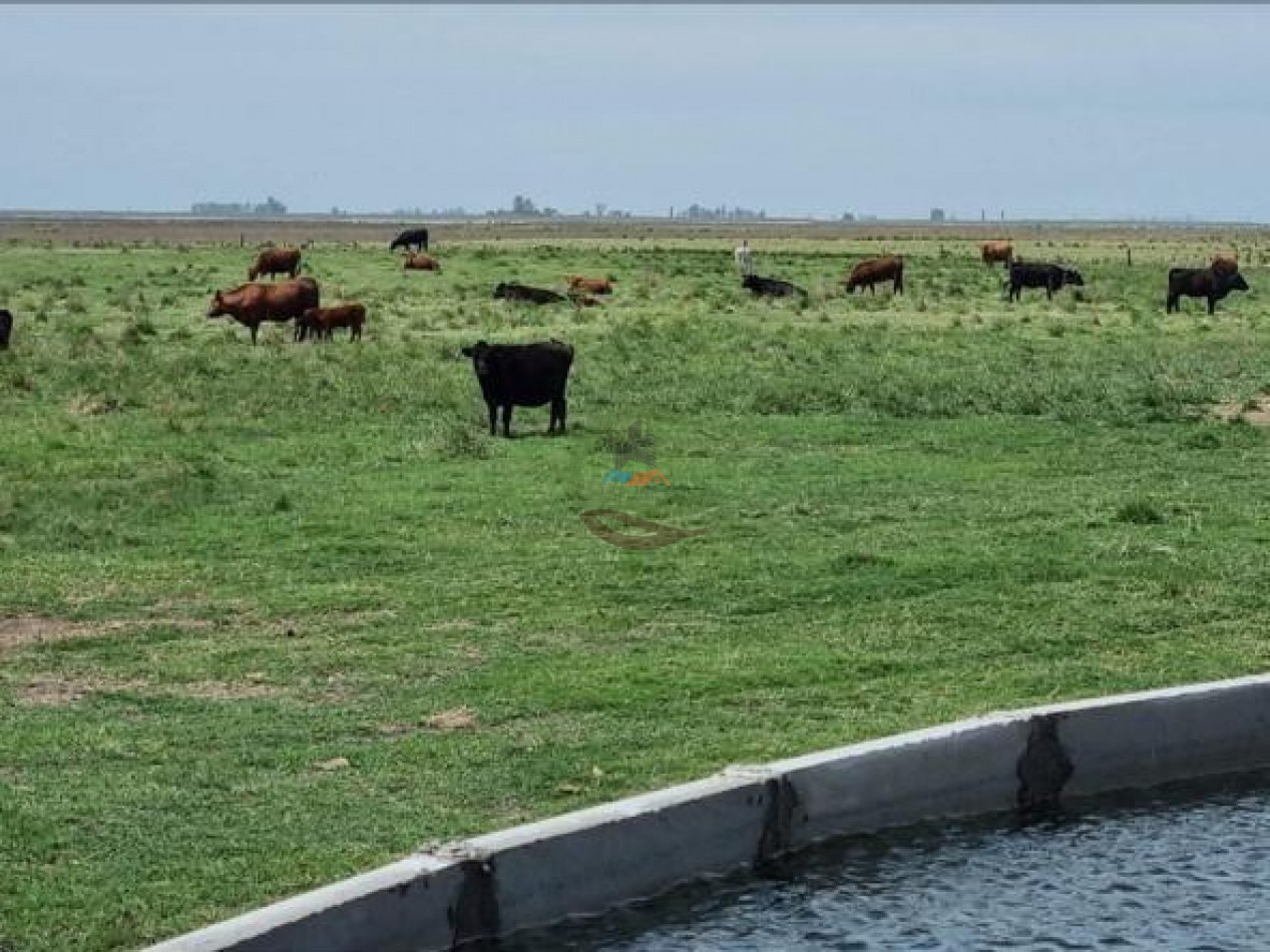 740 Ha - Mixto - Pehuajo