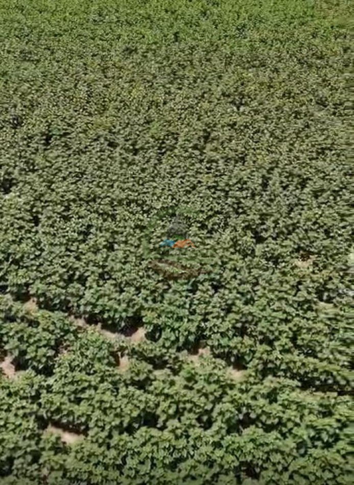 1135 Ha Mixto - Dorila - Mara Co - La Pampa
