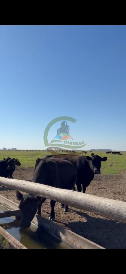 1020 Ha Mixto - Realico - La Pampa