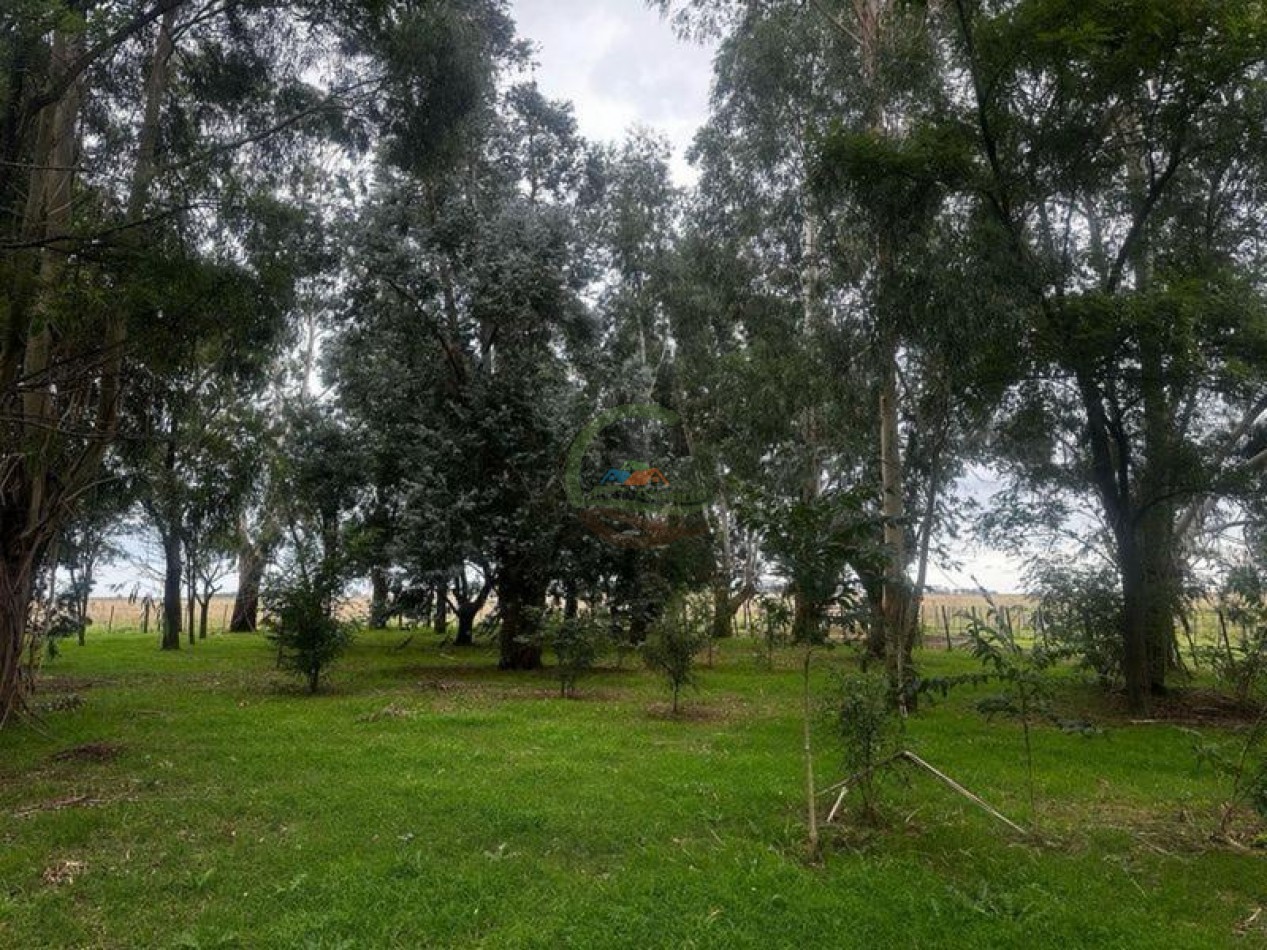 333 Ha Mixto - Balcarce